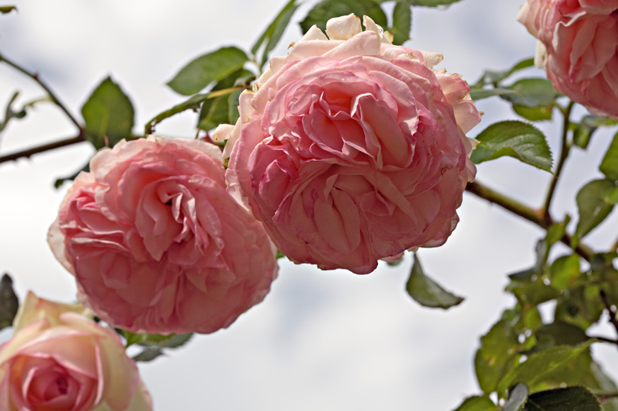 Gefüllte Rosen