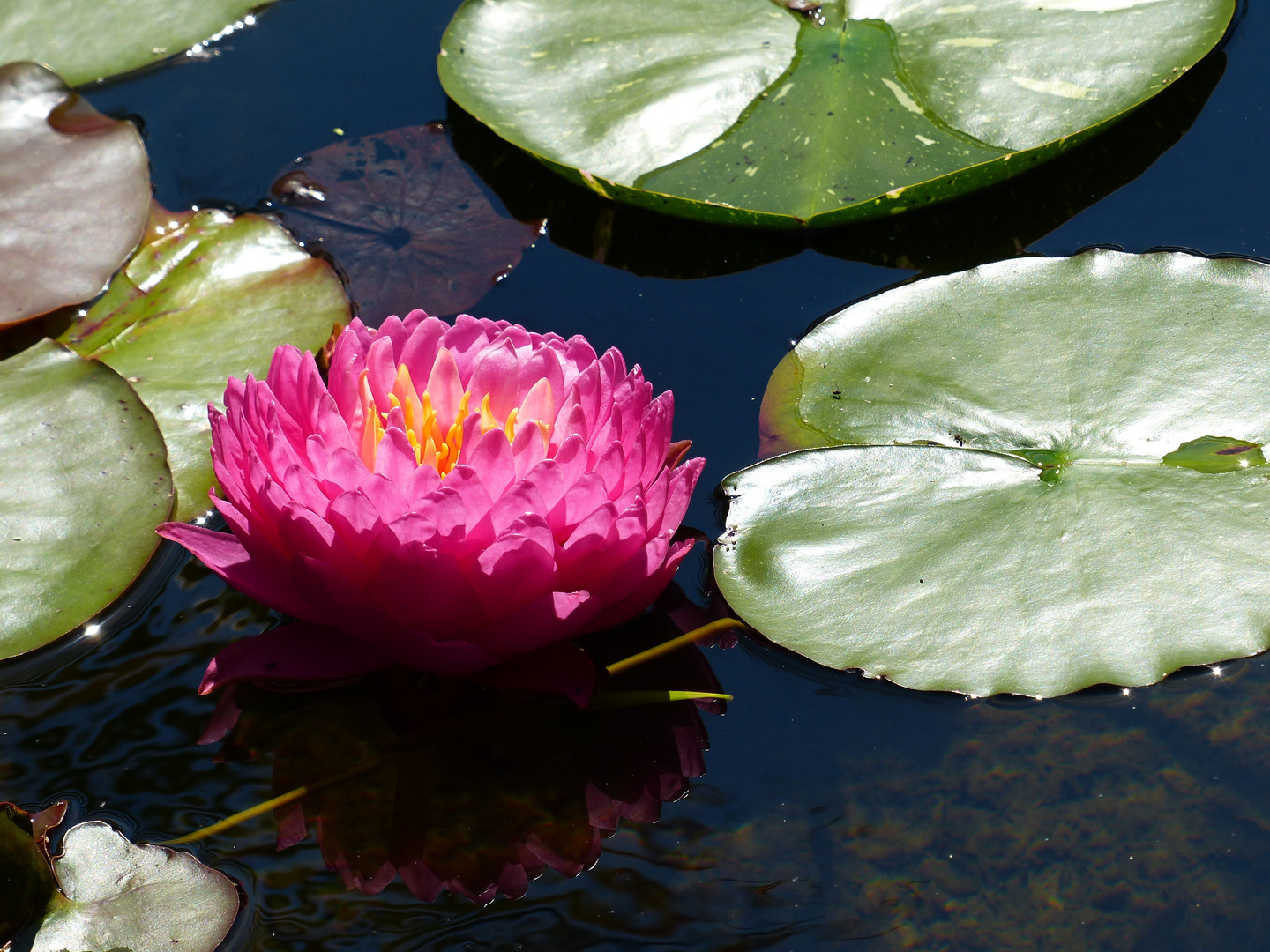 gefüllte Seerose