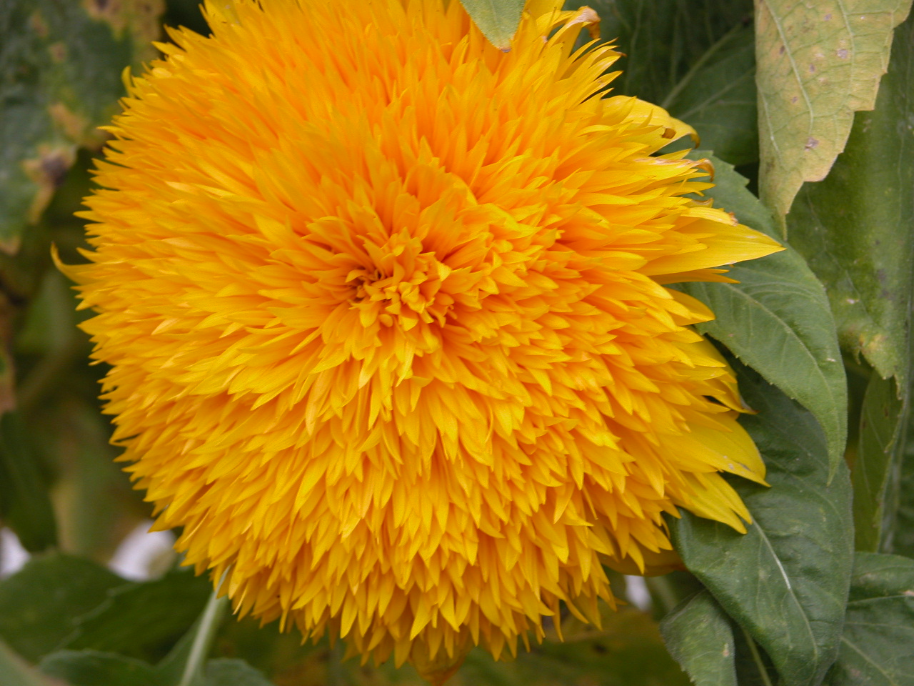 gefüllte Sonnenblume