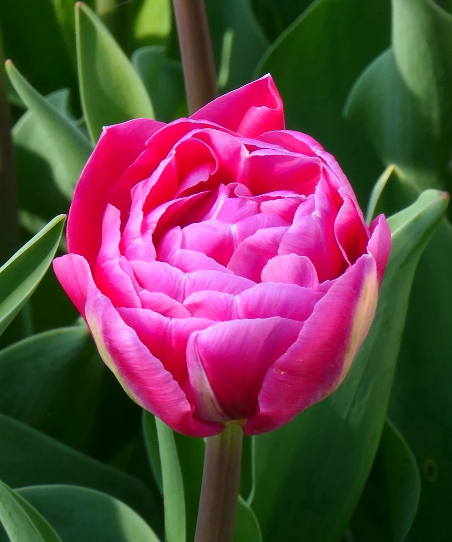 Gefüllte Späte Tulpe 'Aveyron'