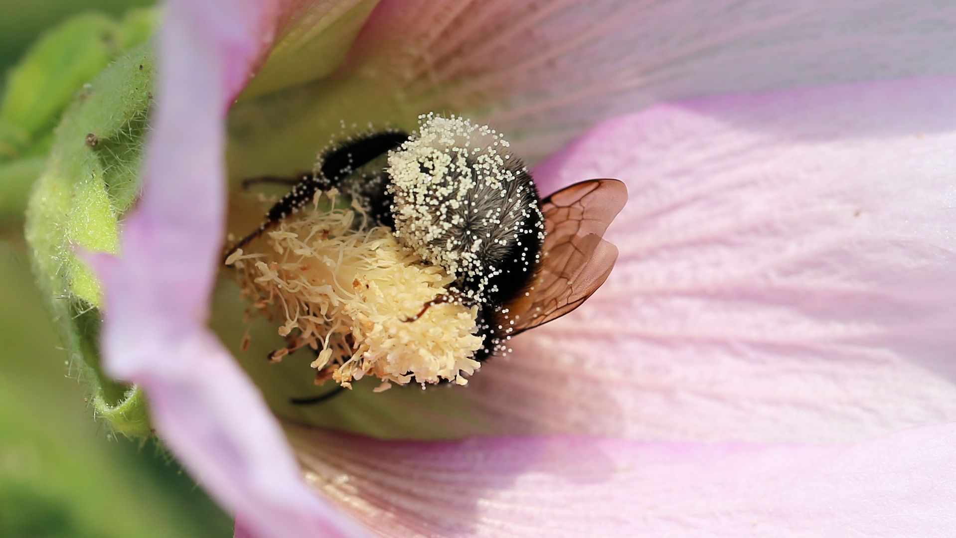 Gefüllte Stockrosen -1-