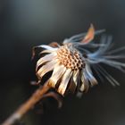 Gefüllte Sumpf-Schafgarbe (Achillea ptarmica var. Schneeball)