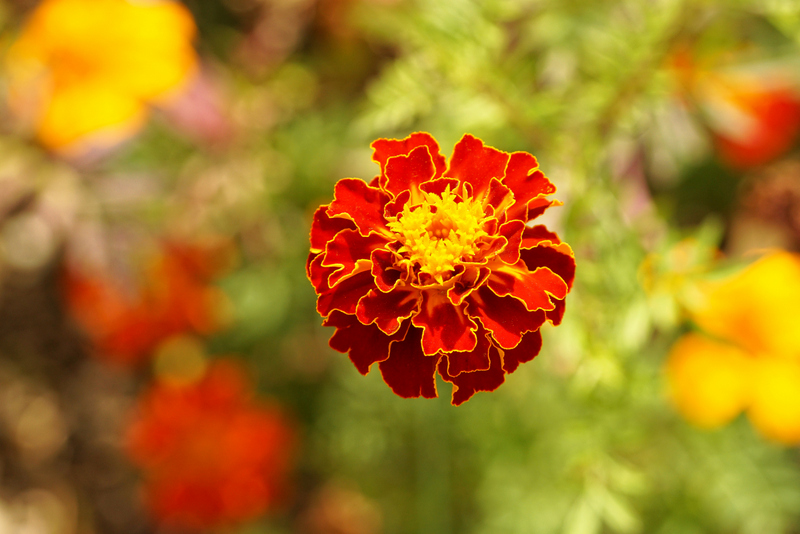 gefüllte tagetes