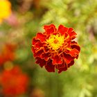 gefüllte tagetes