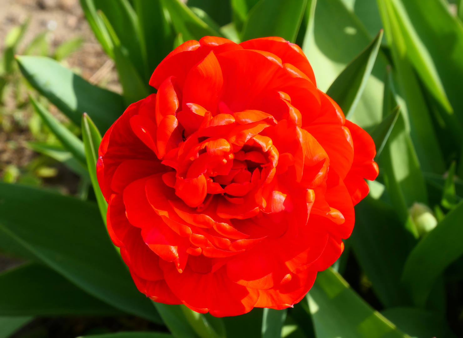 Gefüllte Tulpe