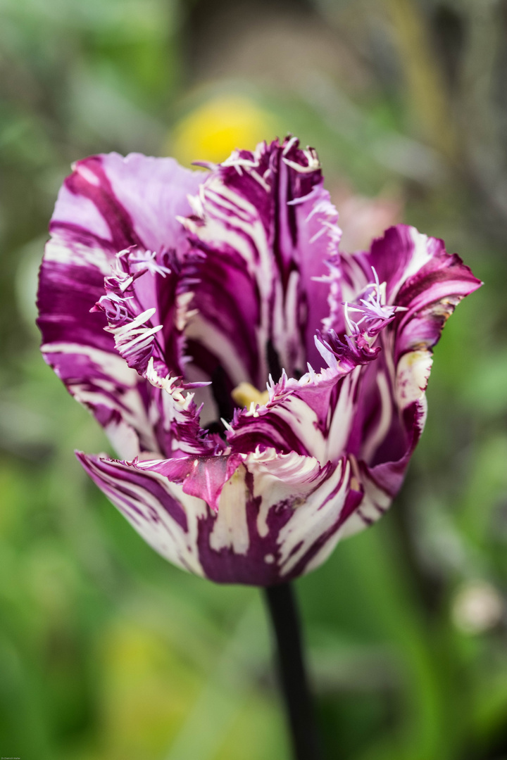 gefüllte Tulpe