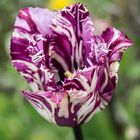 gefüllte Tulpe