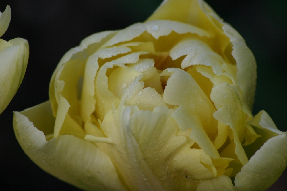 gefüllte Tulpe