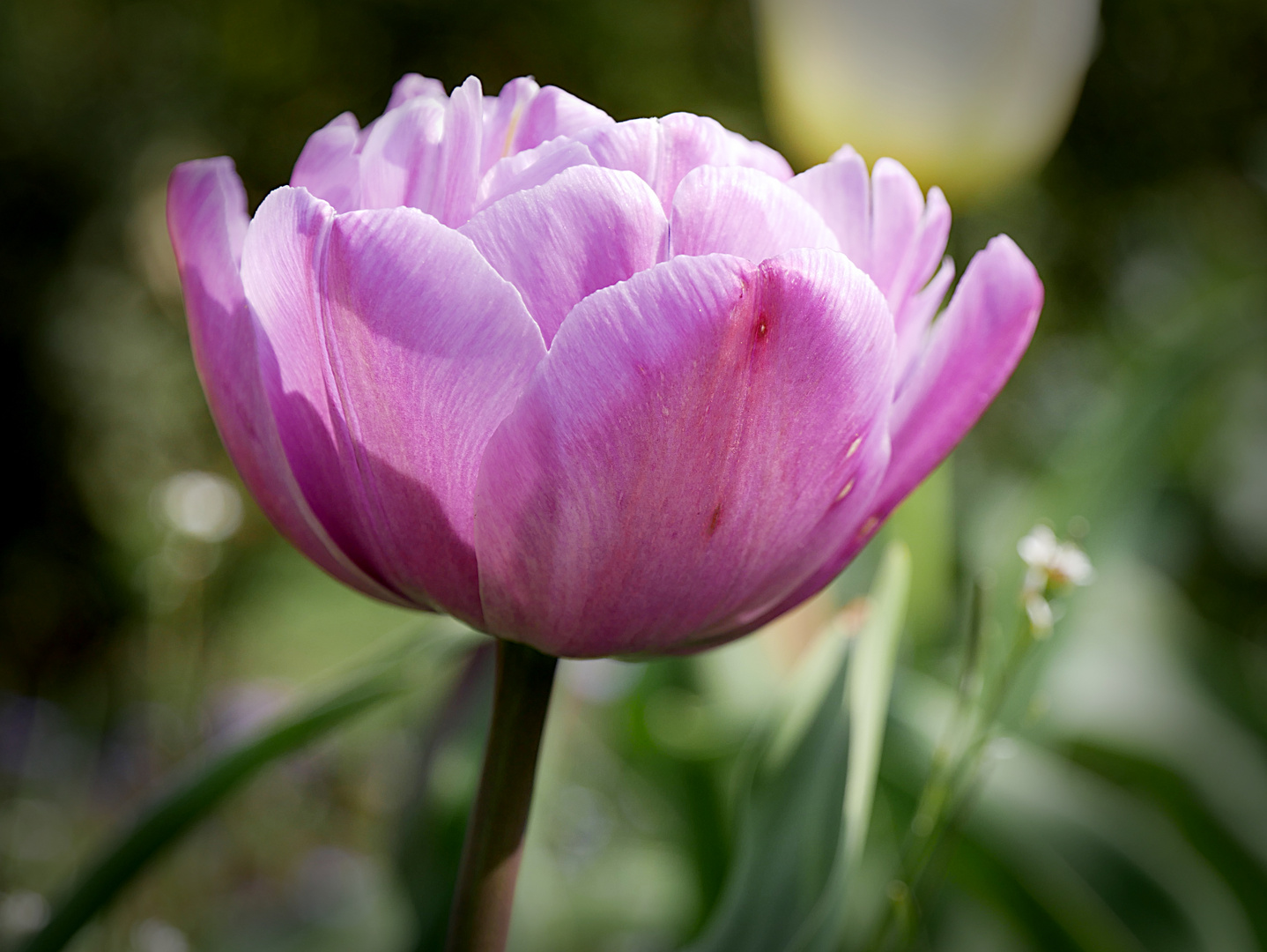 gefüllte Tulpe