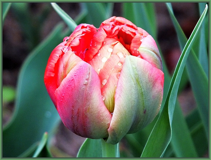 gefüllte Tulpe