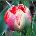 gefüllte Tulpe