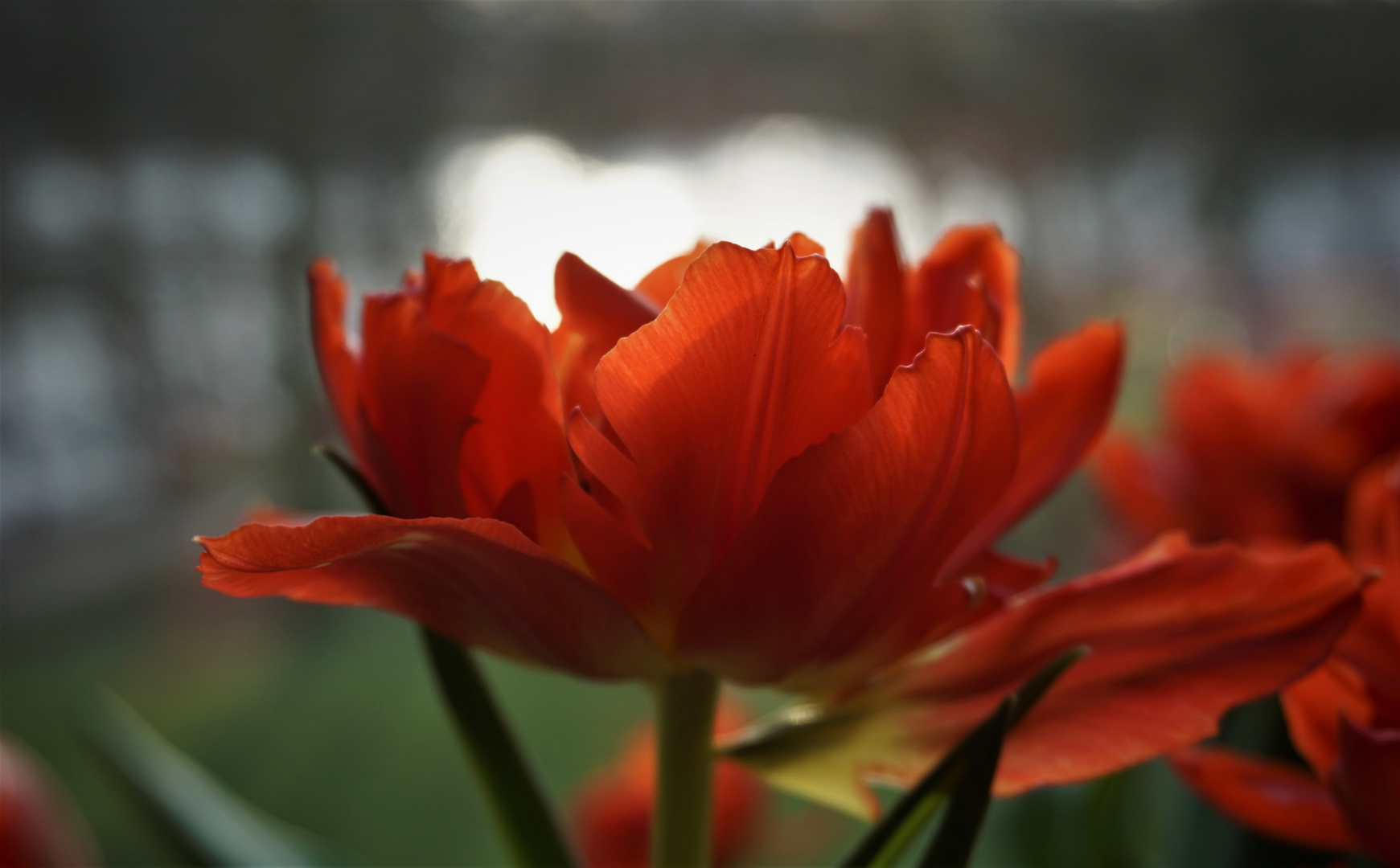 gefüllte Tulpe Celista - ein Hauch von Frühling statt Sturm