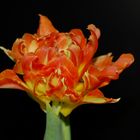 Gefüllte Tulpe