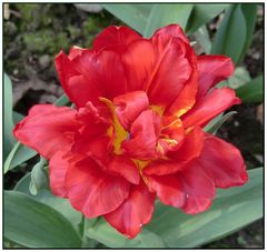 Gefüllte Tulpe rot