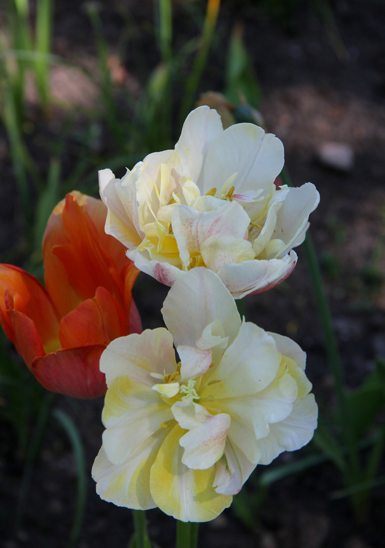 gefüllte Tulpen...