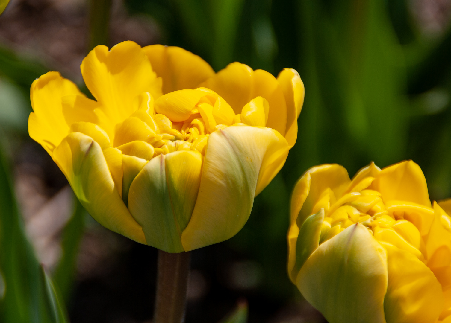 Gefüllte Tulpen