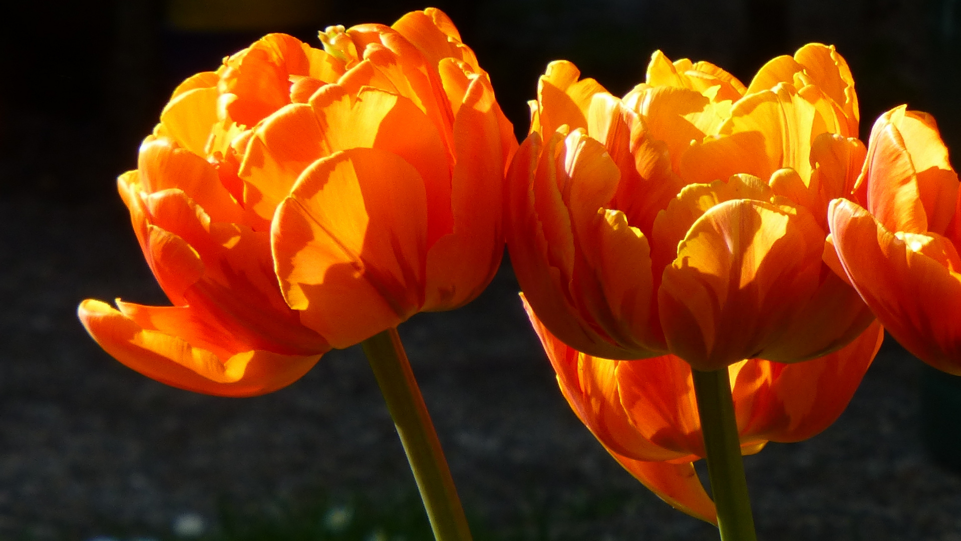 gefüllte Tulpen