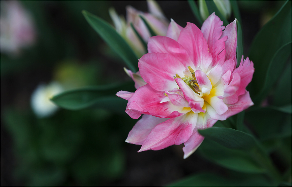 Gefüllte Tulpenblüte