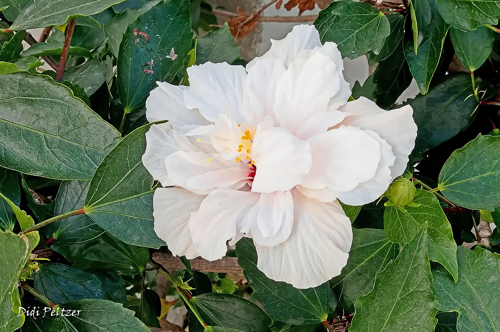 Gefüllte weiße Hibiskusblüte ...