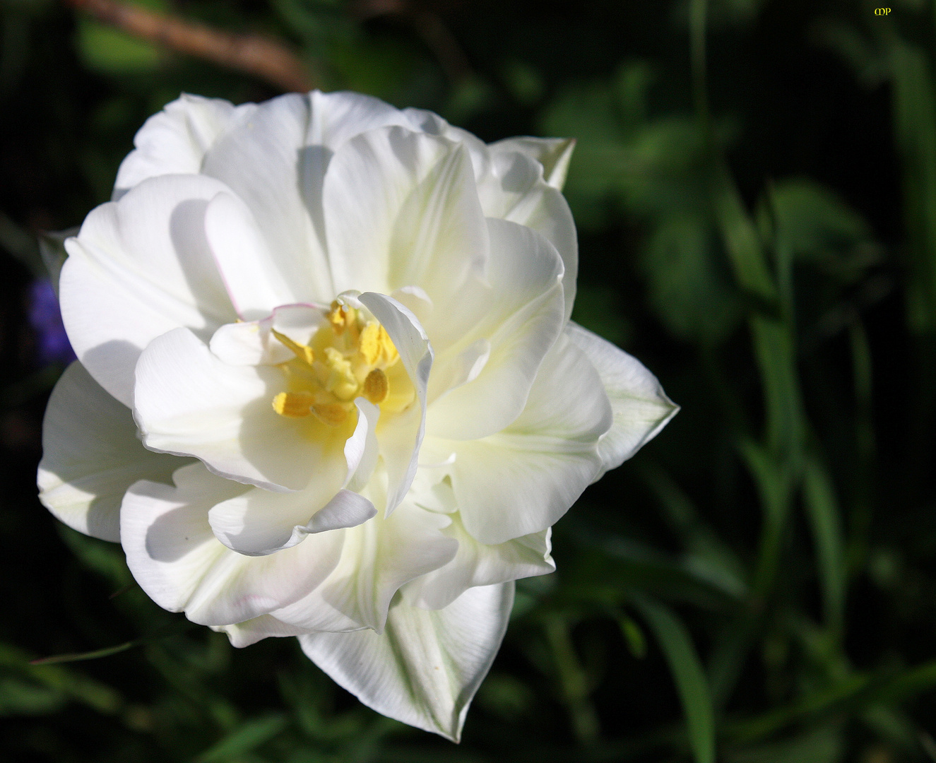 gefüllte weiße Tulpe 