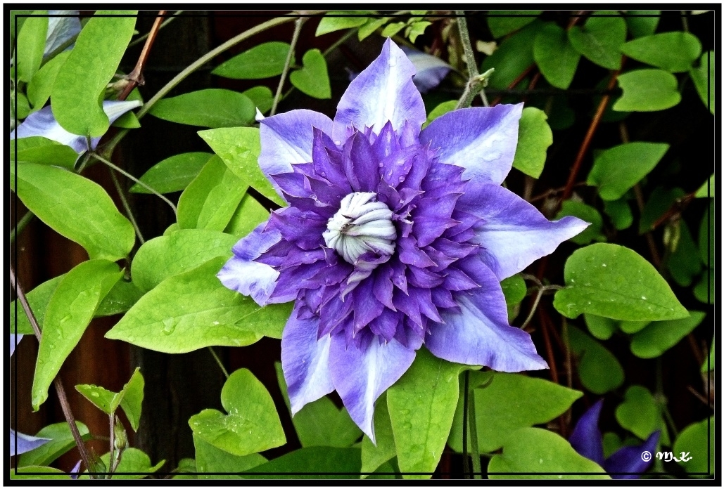 Gefüllter blauer Clematis