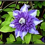 Gefüllter blauer Clematis