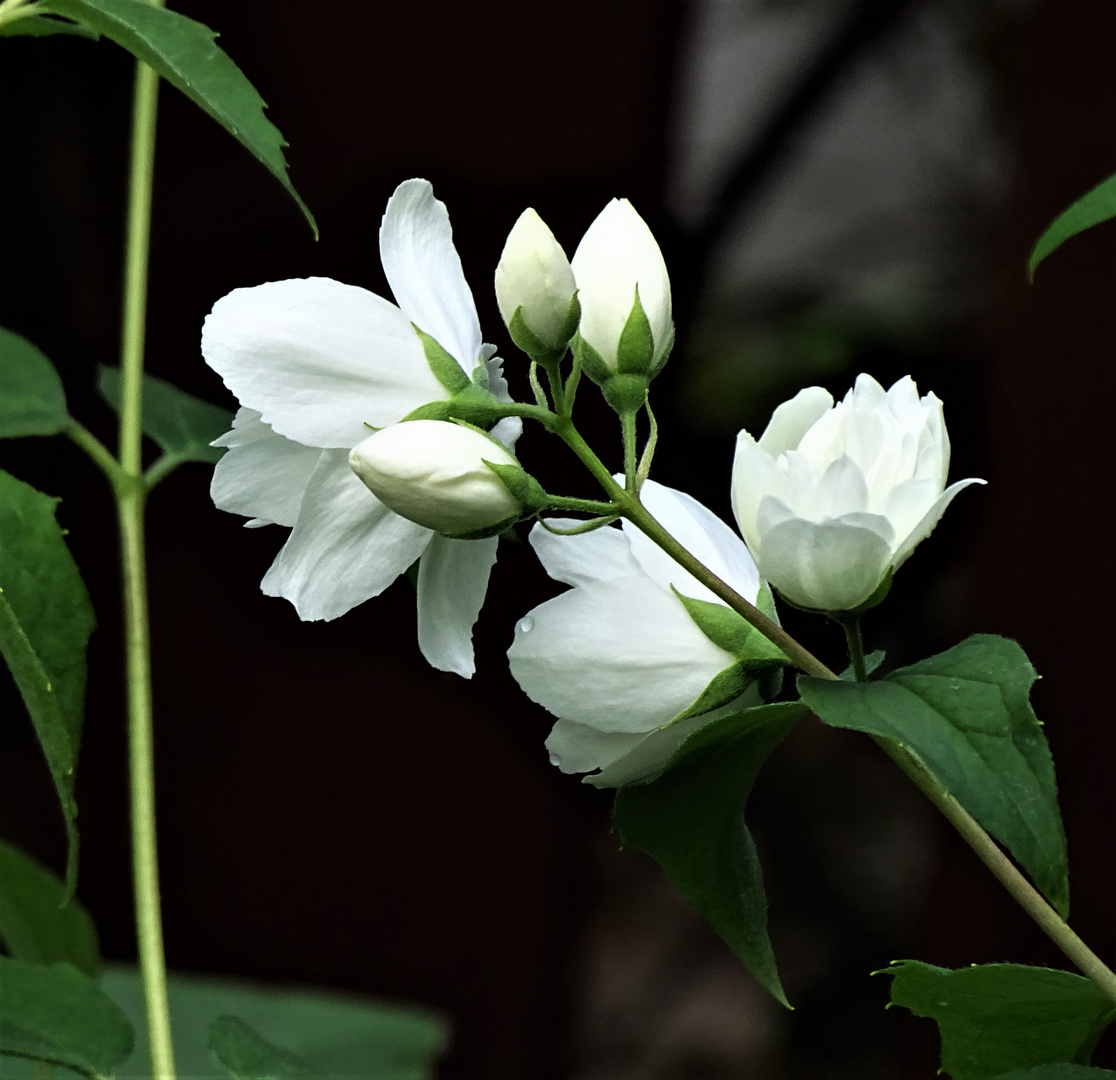 Jasmin Garten gefüllter Garten-Jasmin (Philadelphus Virginal ) Foto & Bild | sommer