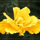 Gefüllter Goldmohn (Eschscholzia californica)