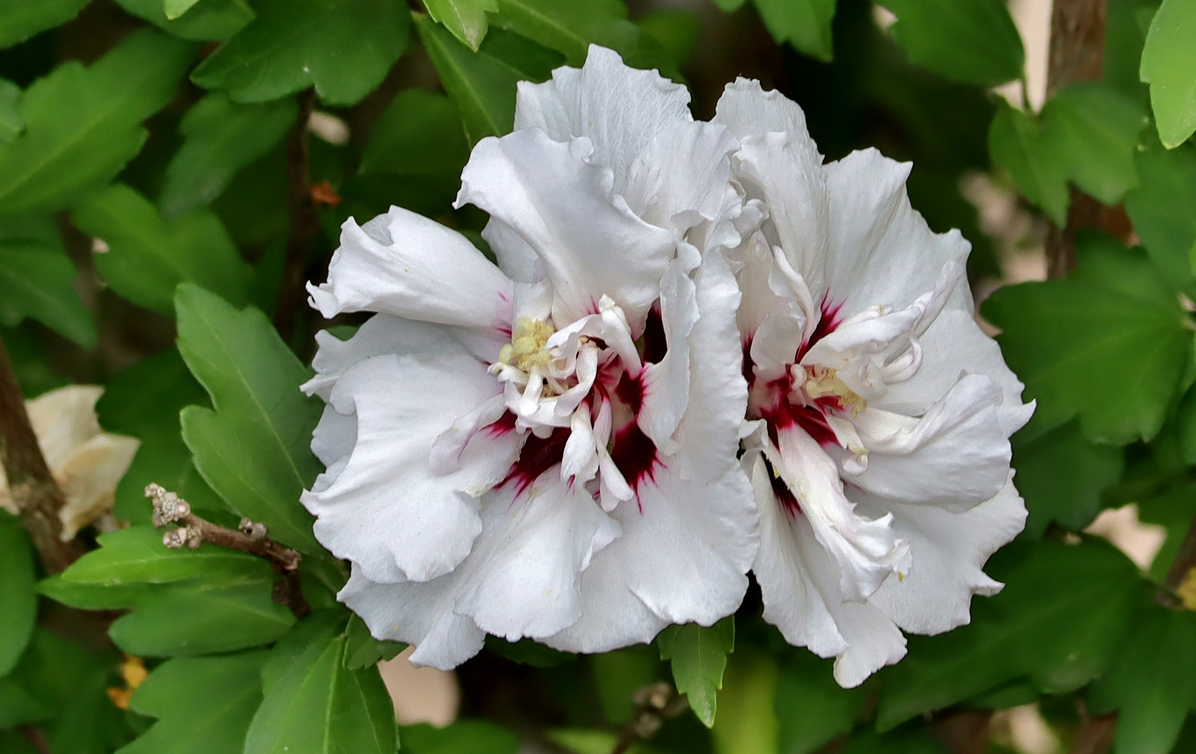 Gefüllter Hibiskus Foto & Bild fotos, natur, pflanzen Bilder auf