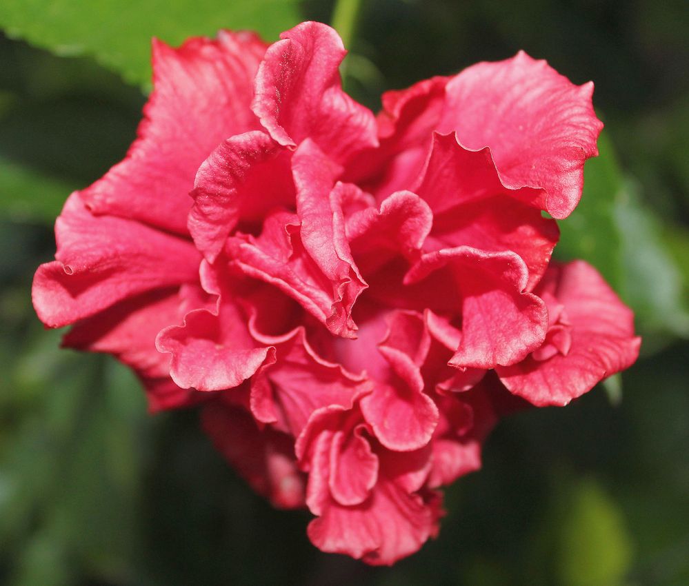 gefüllter Hibiskus Foto & Bild pflanzen, pilze & flechten, blüten