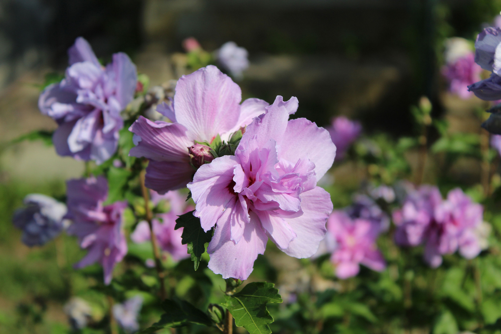 gefüllter Hibiskus Foto & Bild blumen, natur, landschaft Bilder auf