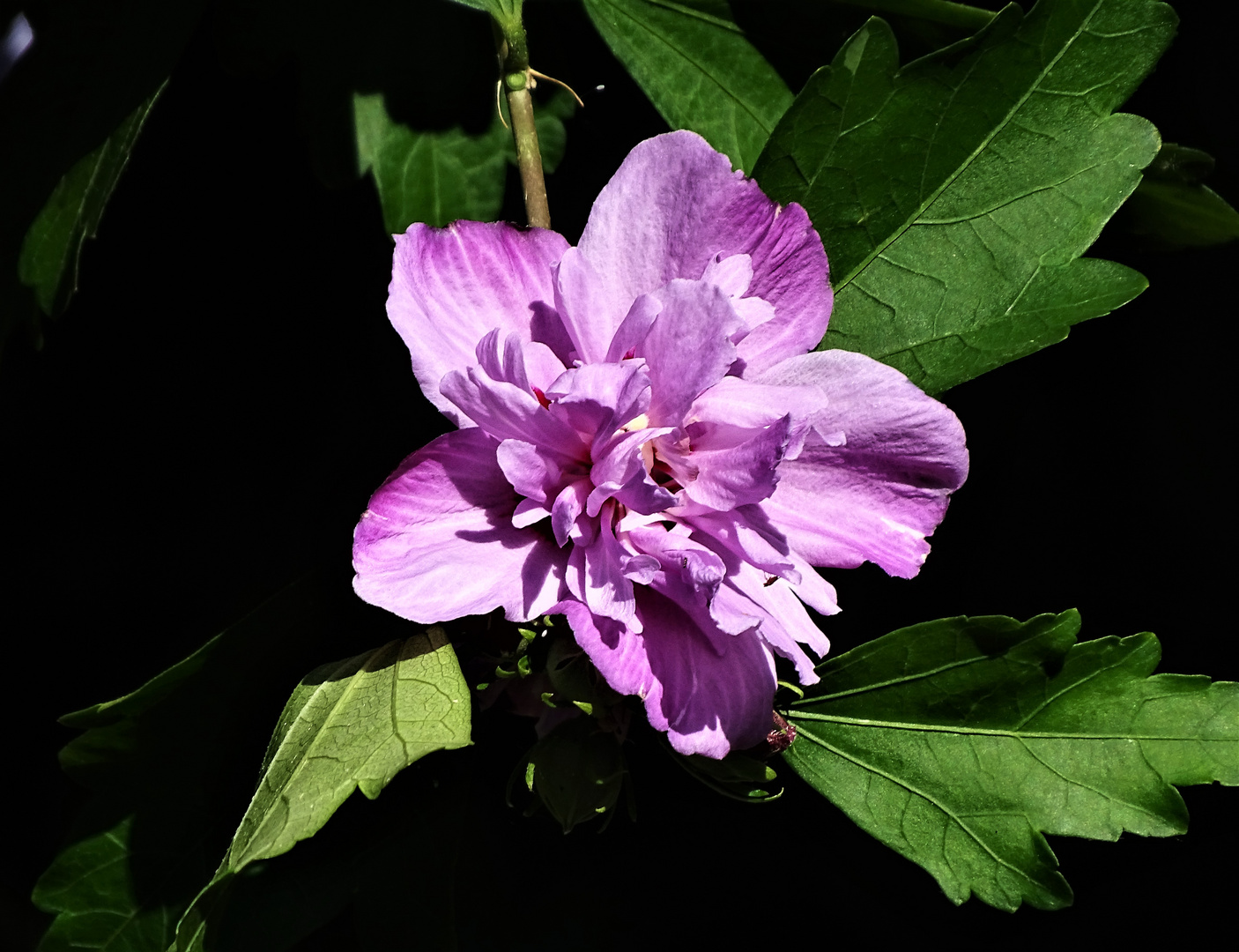 Gefüllter Hibiskus (Hibiscus syriacus) Foto & Bild natur, landschaft