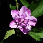 Gefüllter Hibiskus (Hibiscus syriacus)