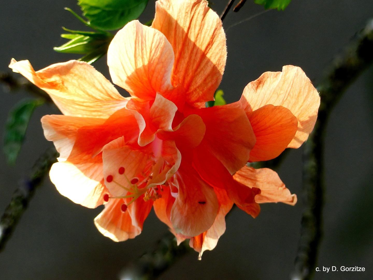 Gefüllter Hibiskus im Gegenlicht!