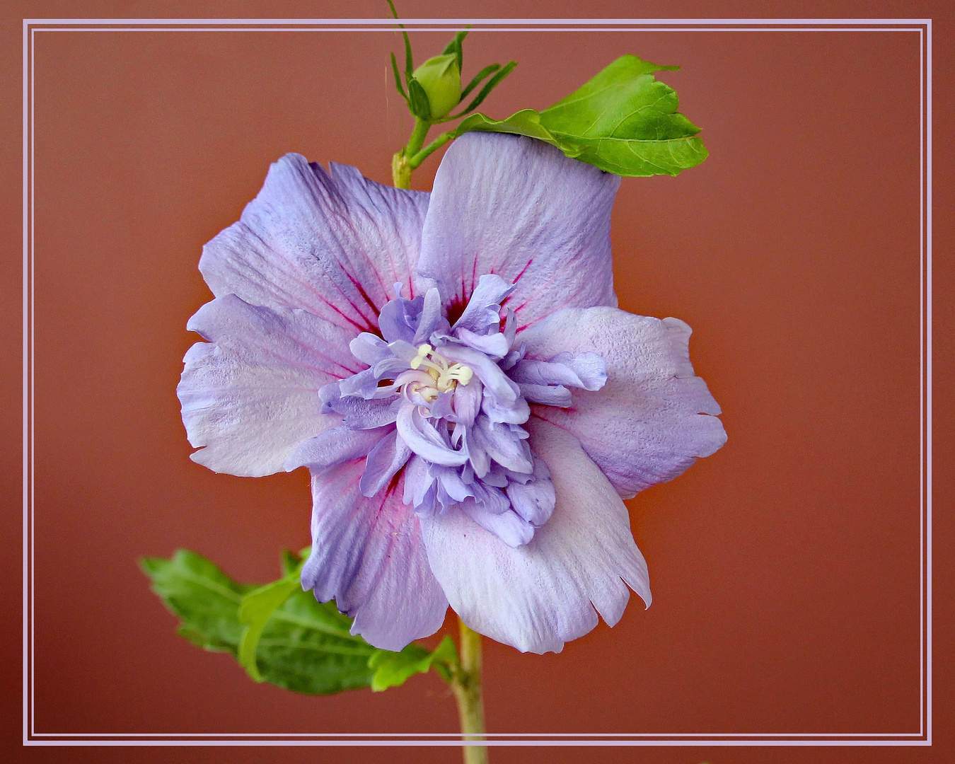 Gefüllter Hibiskus"Chiffon"blau Foto & Bild natur, pflanzen, pilze