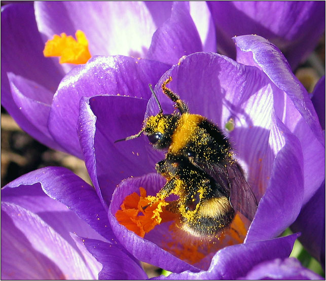 Gefüllter Krokus