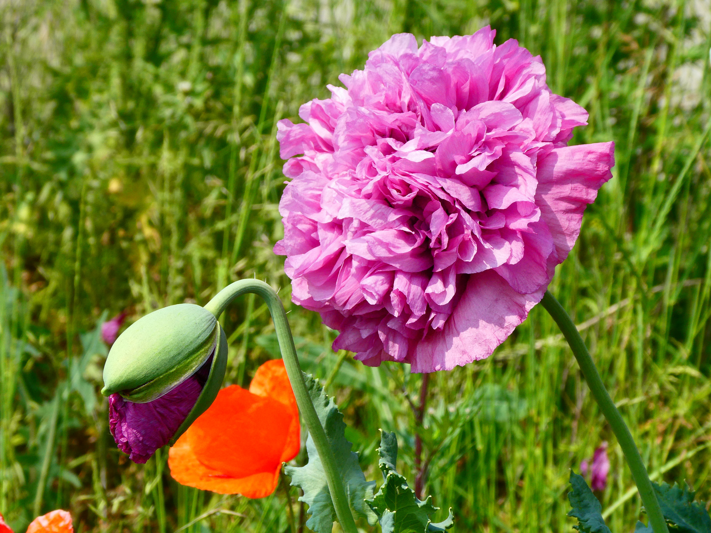 Gefüllter Mohn