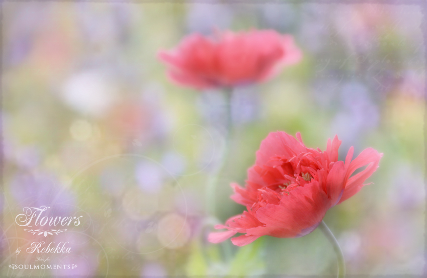 gefüllter Mohn