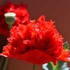 Gefuellter Mohn