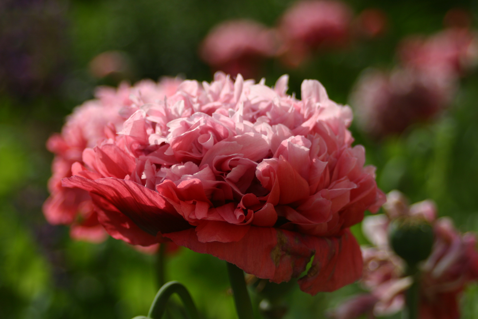 gefüllter Mohn