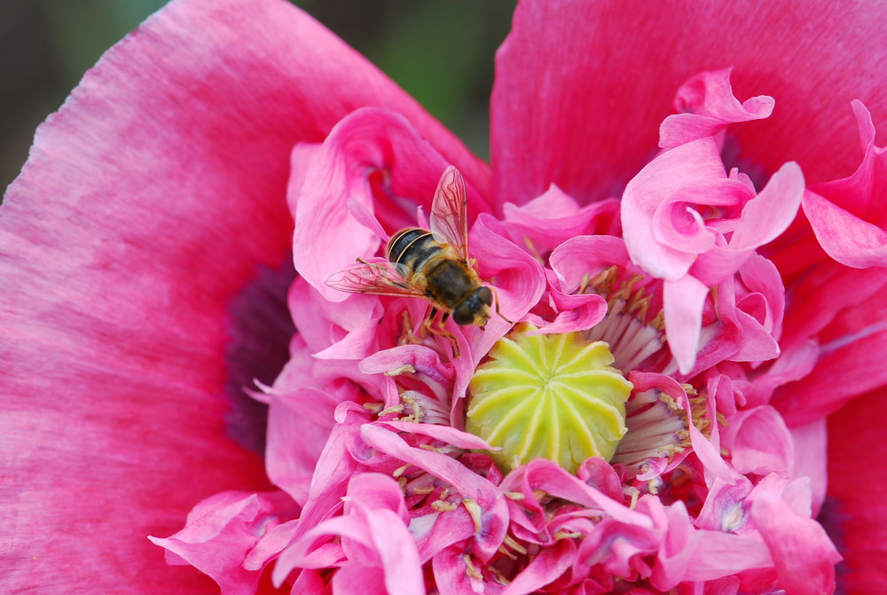 gefüllter Mohn