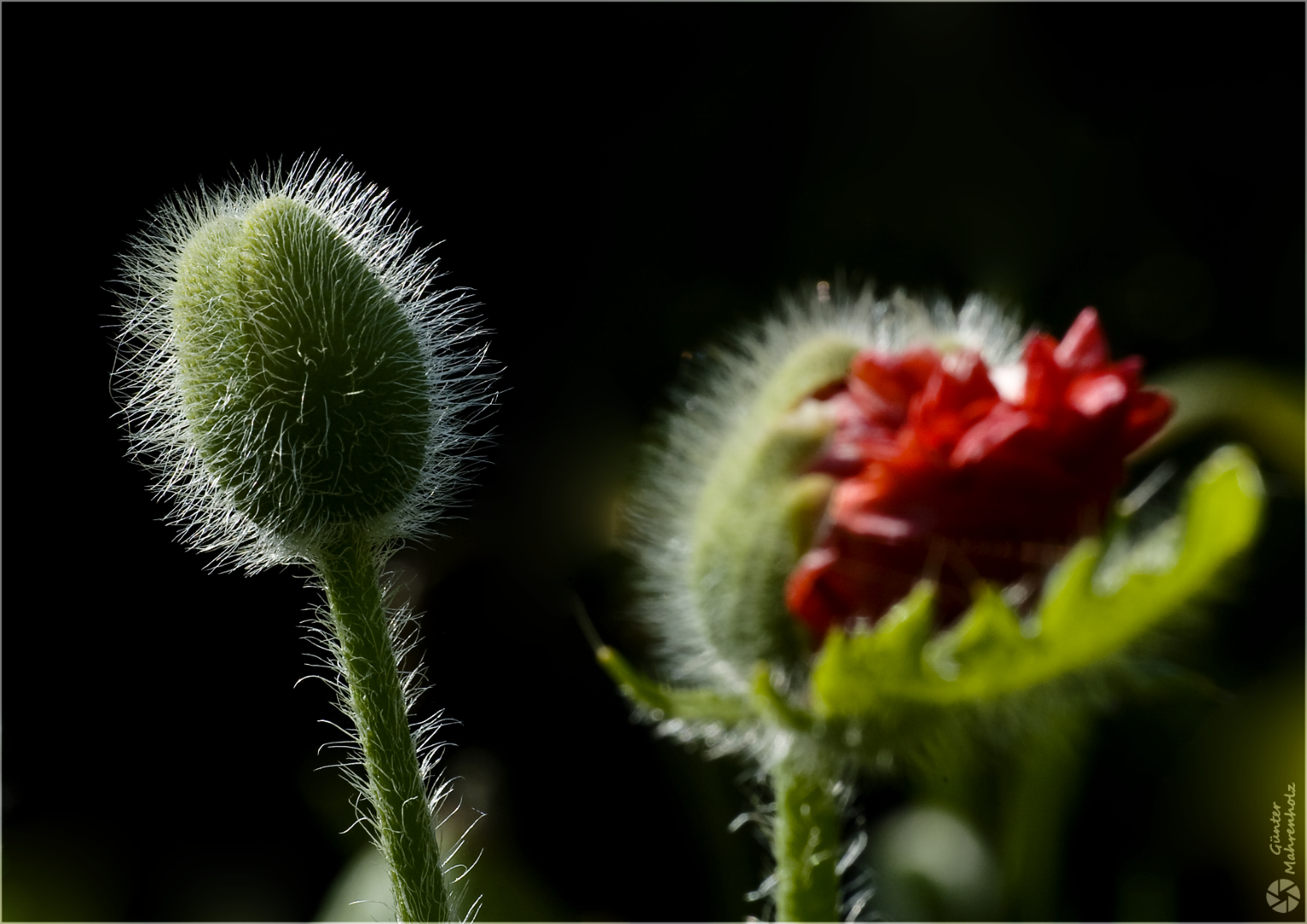 Gefüllter Mohn