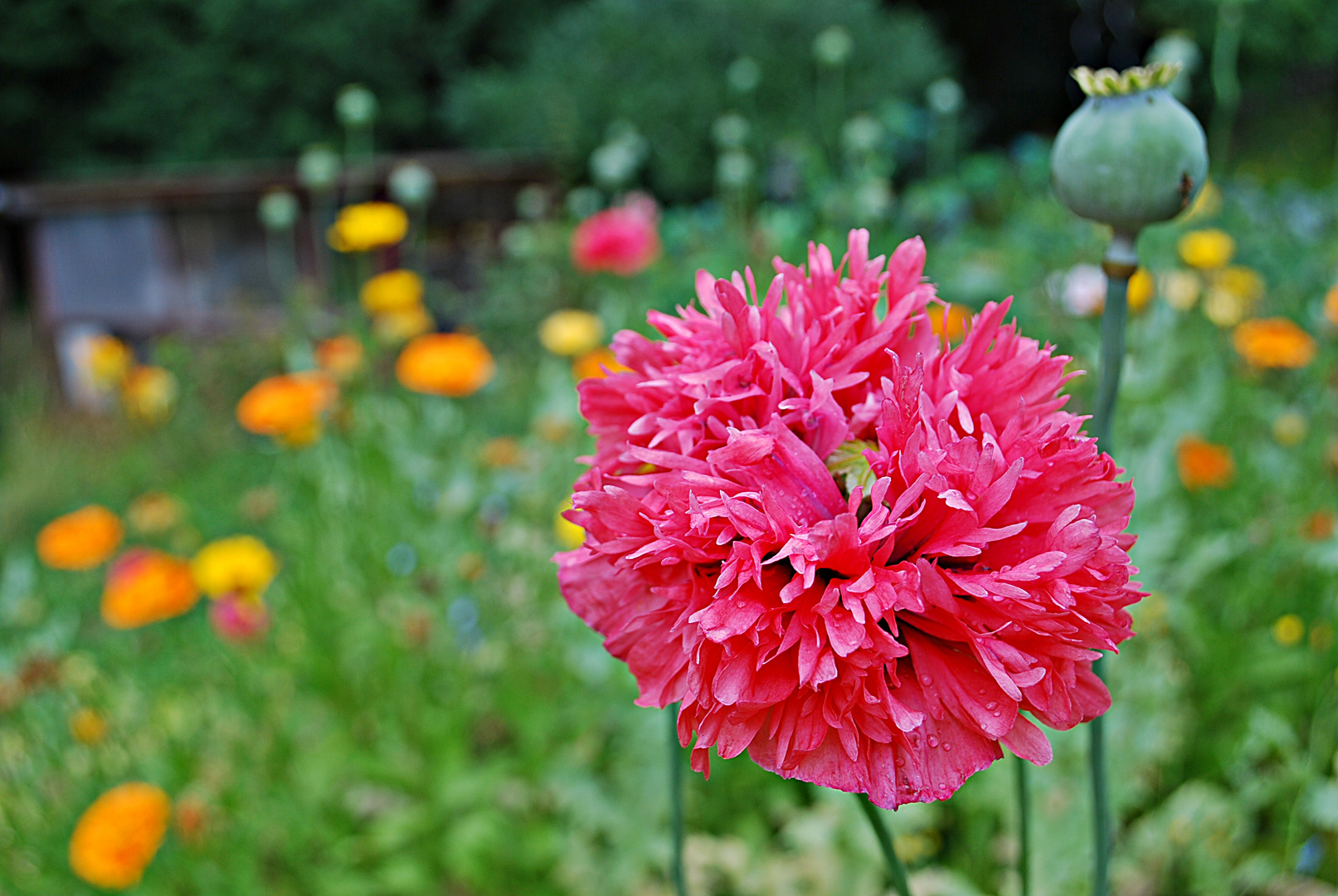 gefüllter Mohn...