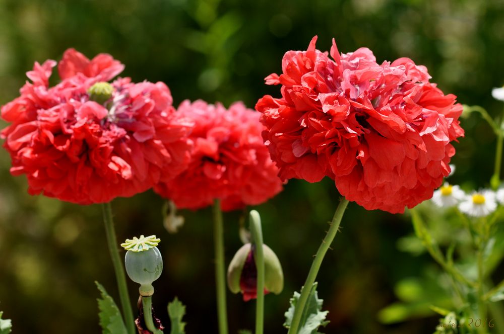 Gefüllter Mohn