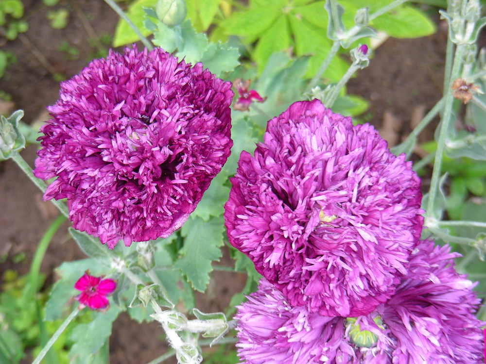 gefüllter Mohn in Holland