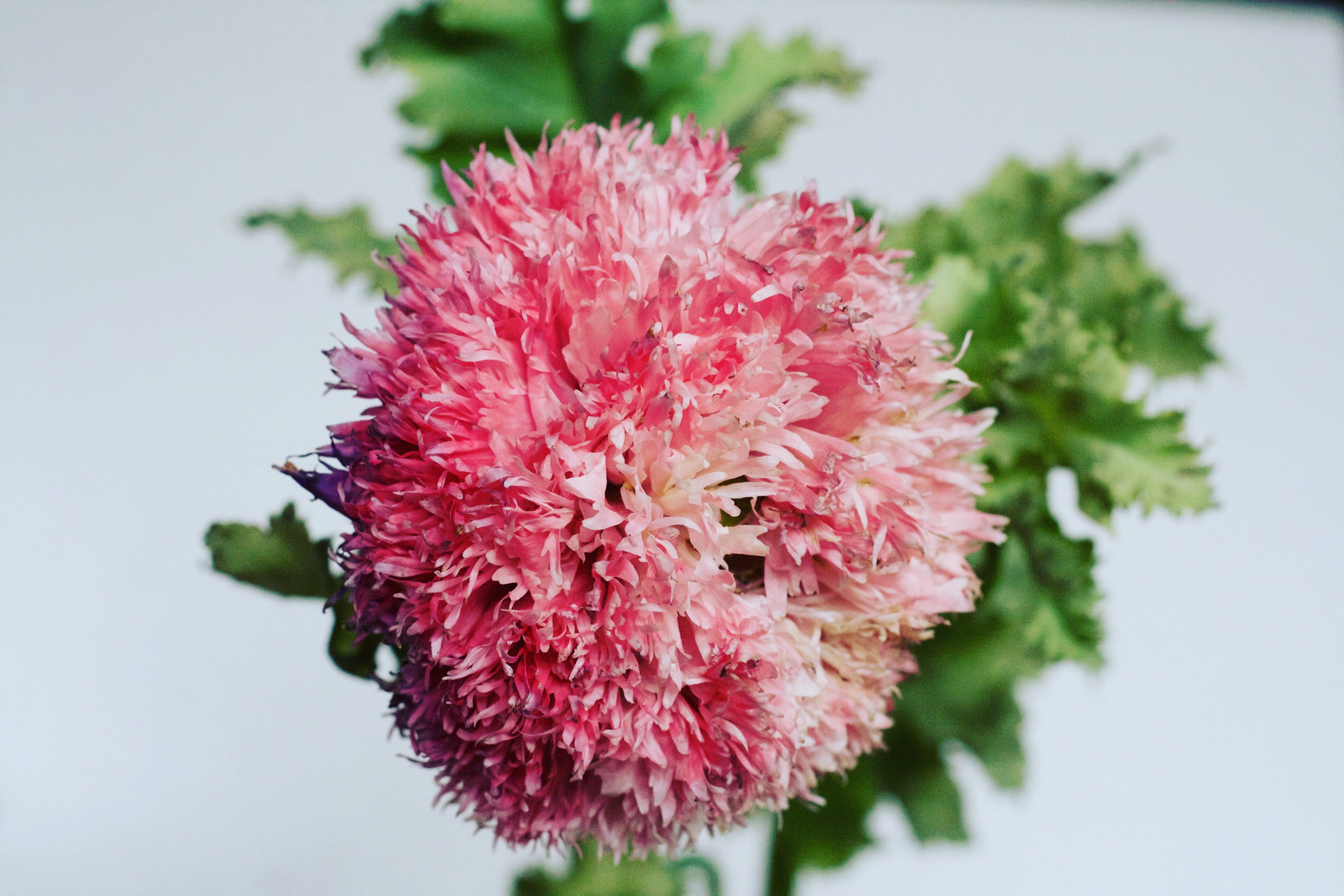 Gefüllter rosa Mohn - filled pink poppy