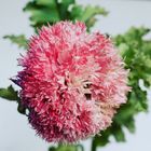 Gefüllter rosa Mohn - filled pink poppy