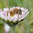 Gefülltes Gänseblümchen