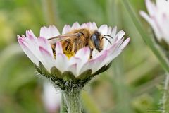 Gefülltes Gänseblümchen