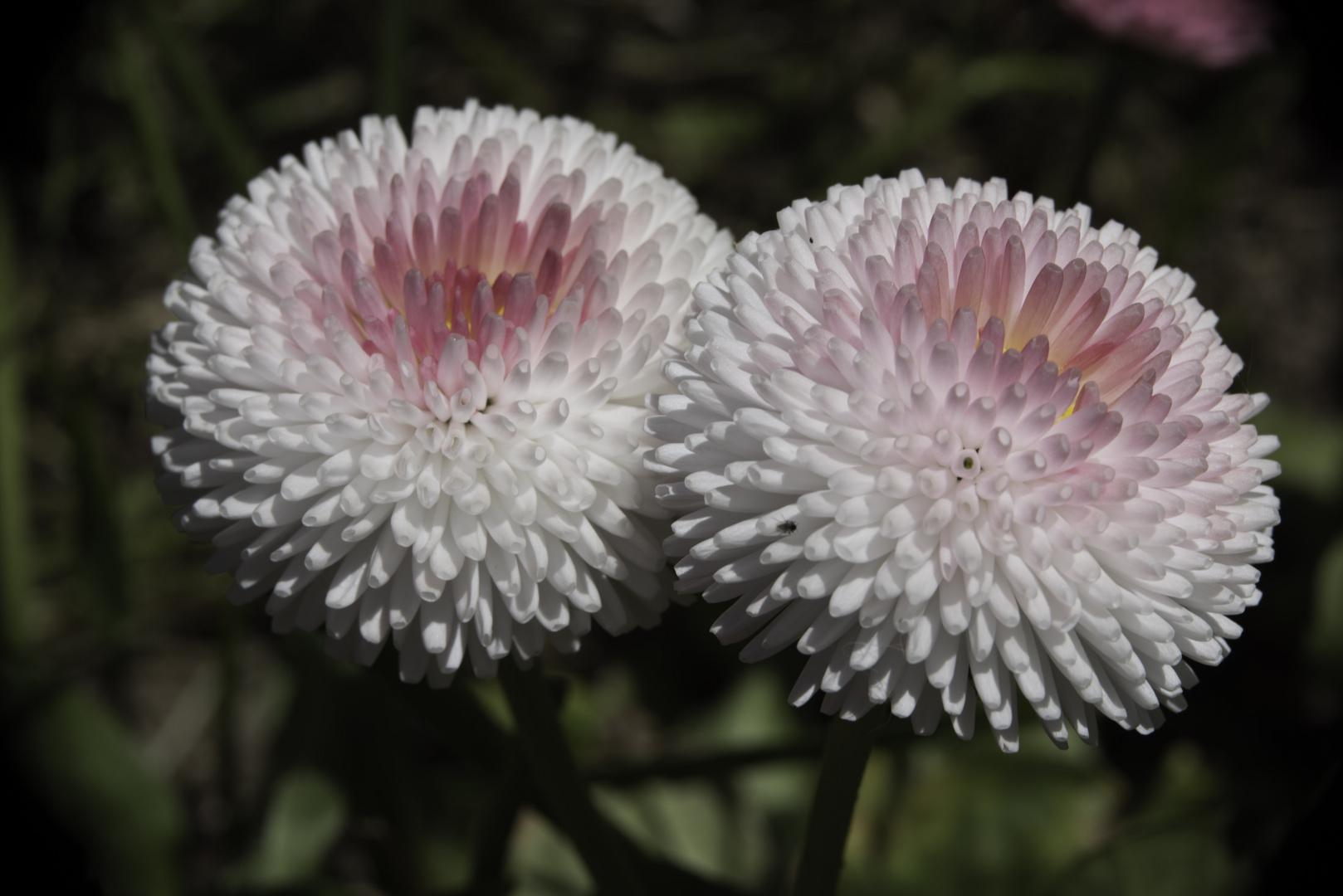 Gefülltes Gänseblümchen